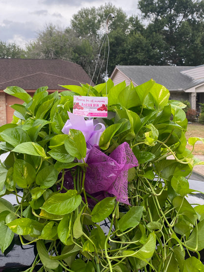 Long Hanging Ivy Plant